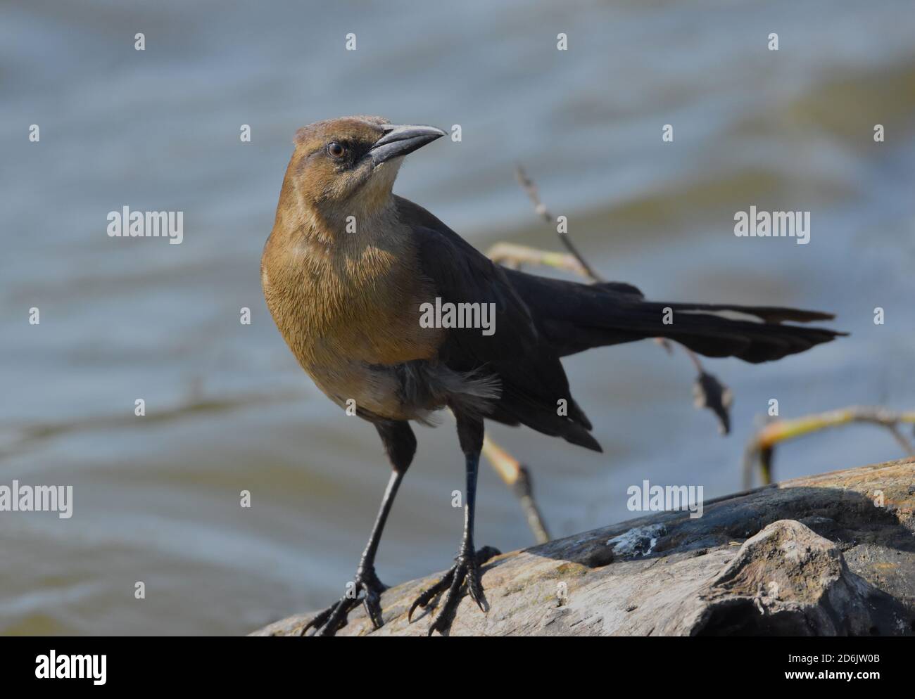 Una grackle femminile dalla coda grande (Quiscalus mexicanus) al bordo dell'acqua, su Watsonville Slough in California Foto Stock