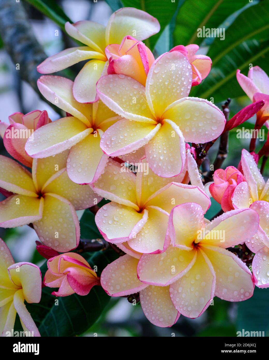 Plumeria pinkish giallastra o fiori frangipani Foto Stock