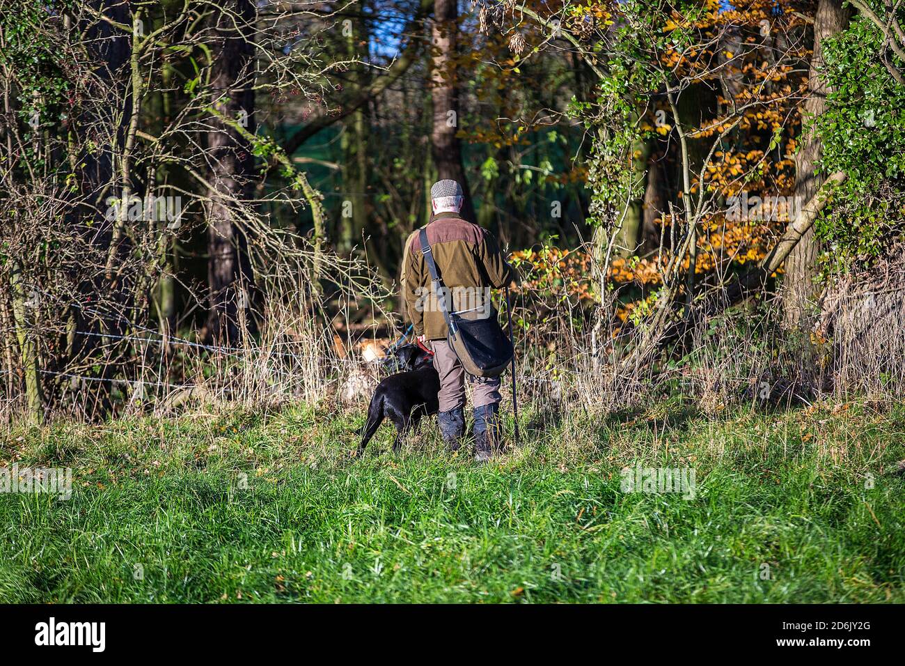 Caccia al fagiano guidato nel Lancashire, Inghilterra Foto Stock