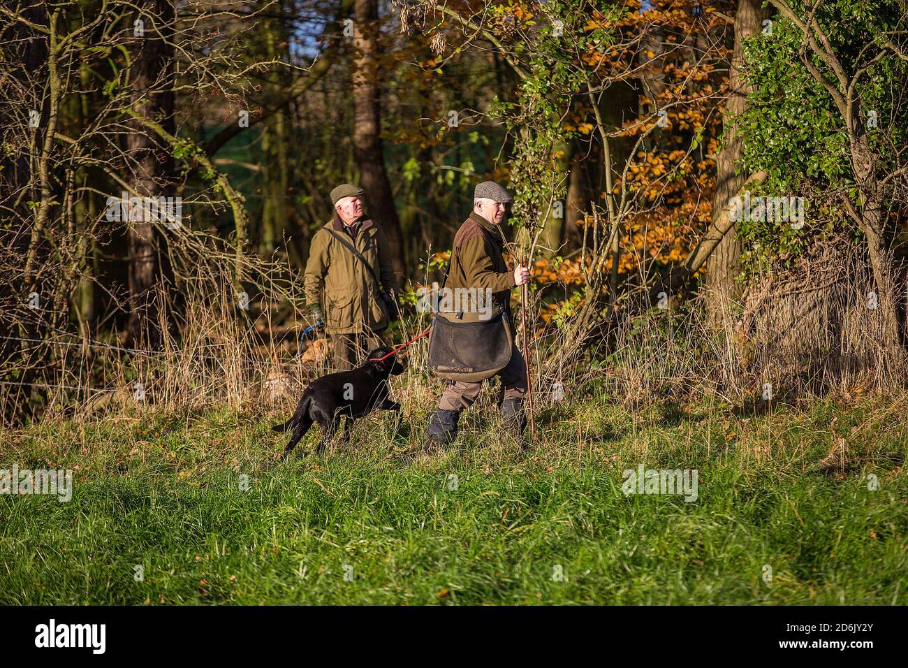 Caccia al fagiano guidato nel Lancashire, Inghilterra Foto Stock