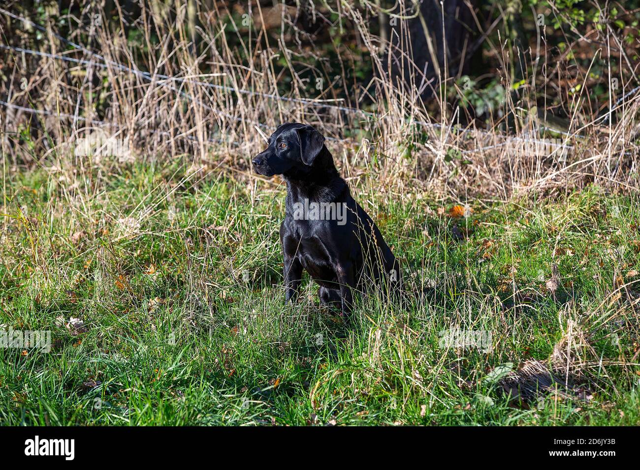 Labrador nero al fagiano guidato sparare in Lancashire, Inghilterra Foto Stock