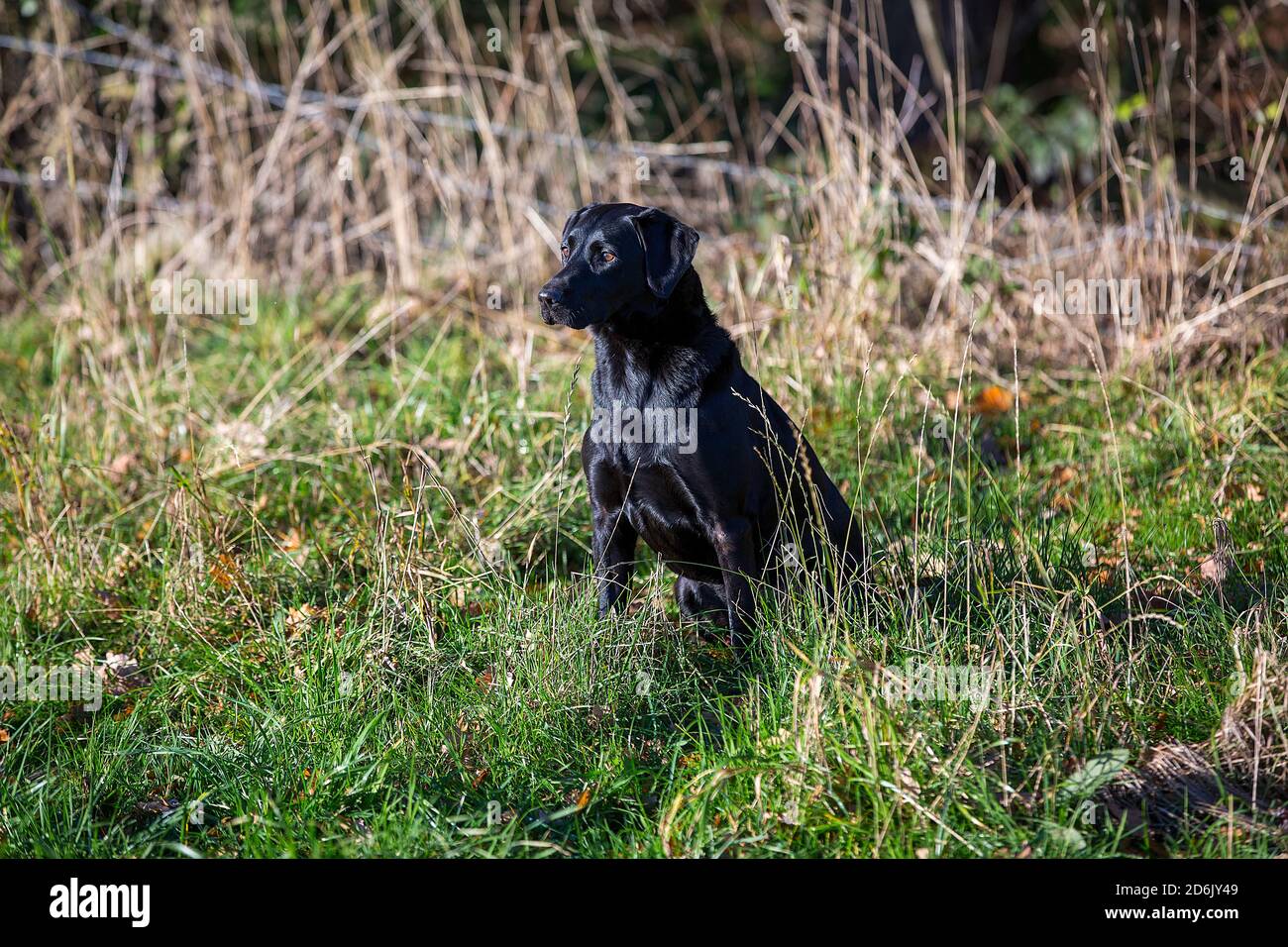 Labrador nero al fagiano guidato sparare in Lancashire, Inghilterra Foto Stock