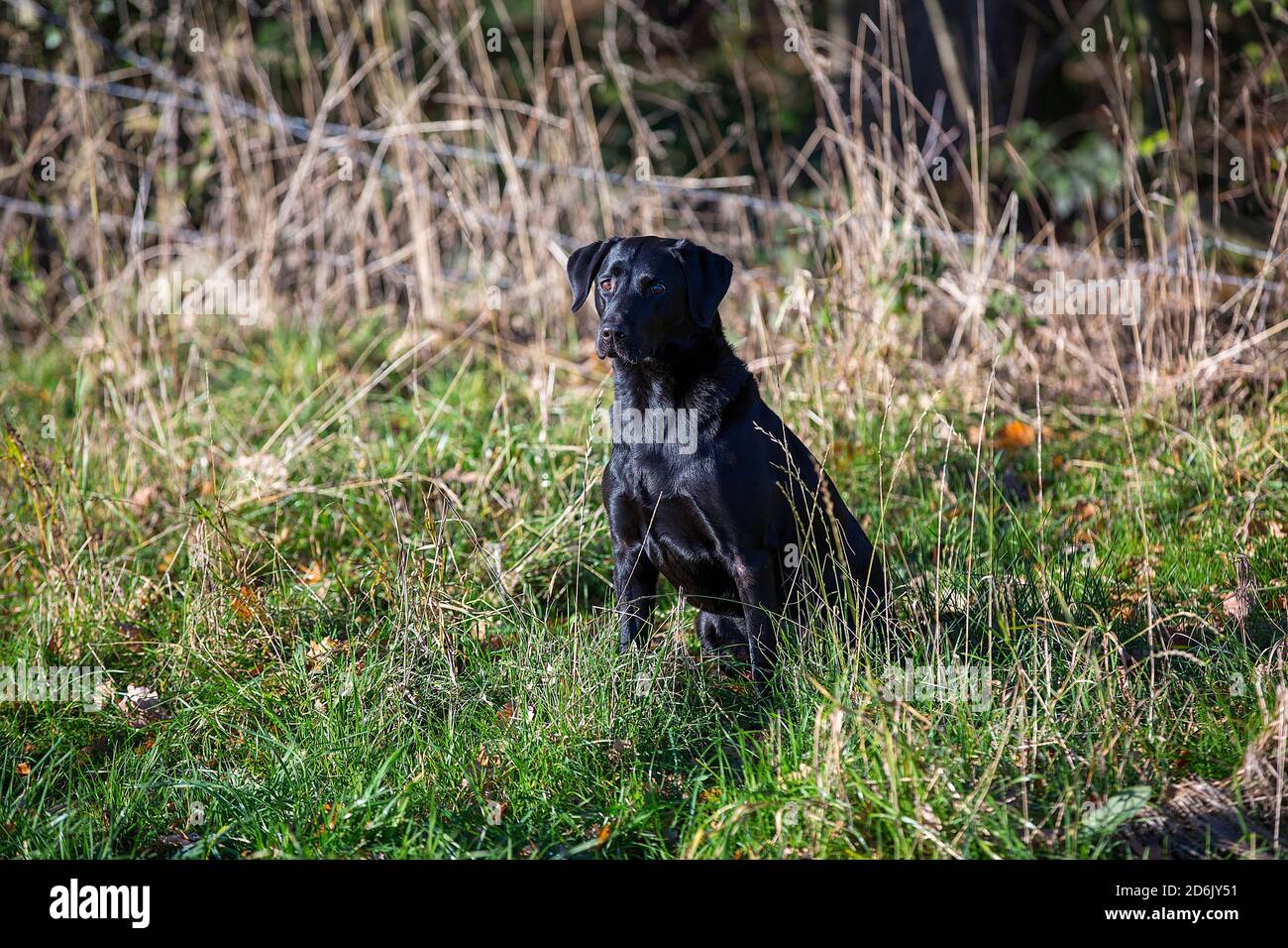 Labrador nero al fagiano guidato sparare in Lancashire, Inghilterra Foto Stock
