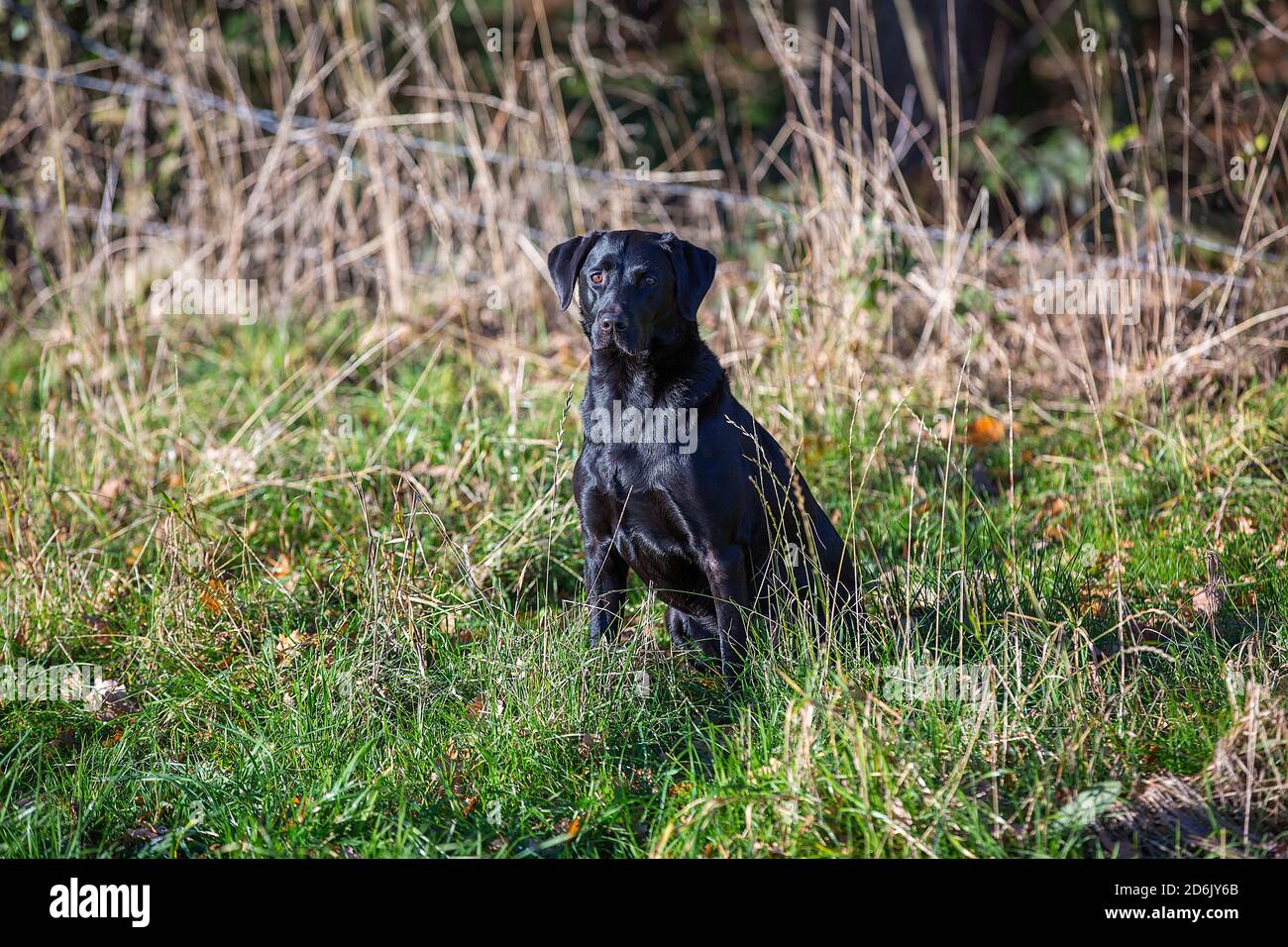 Labrador nero al fagiano guidato sparare in Lancashire, Inghilterra Foto Stock