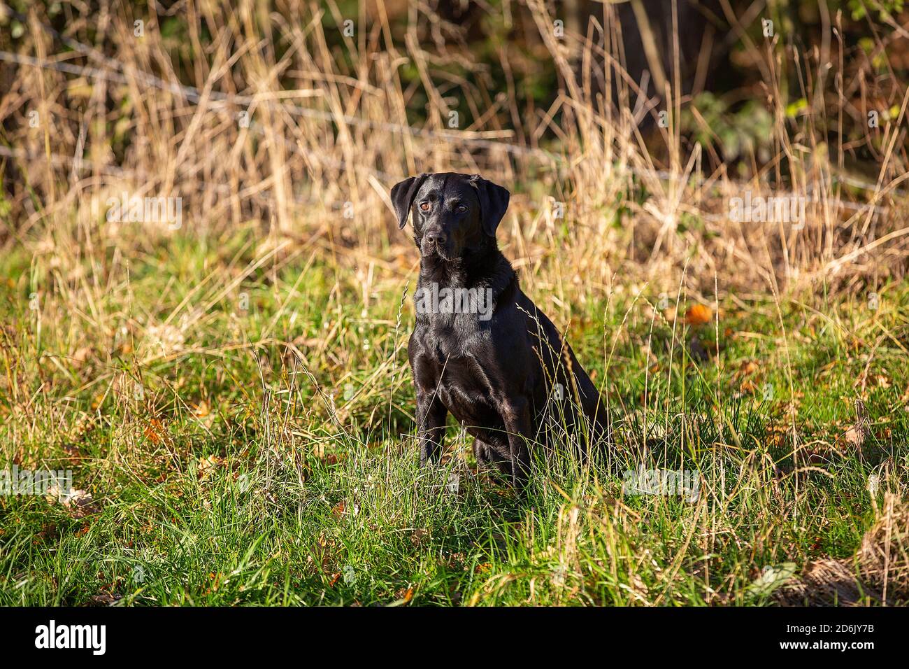 Labrador nero al fagiano guidato sparare in Lancashire, Inghilterra Foto Stock