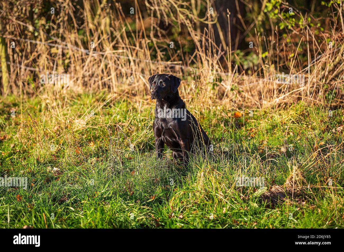 Labrador nero al fagiano guidato sparare in Lancashire, Inghilterra Foto Stock