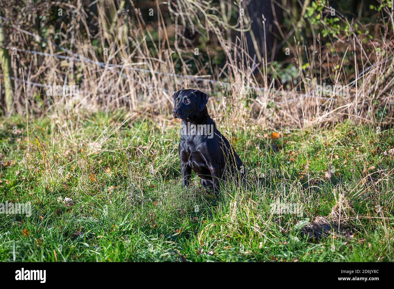 Labrador nero al fagiano guidato sparare in Lancashire, Inghilterra Foto Stock