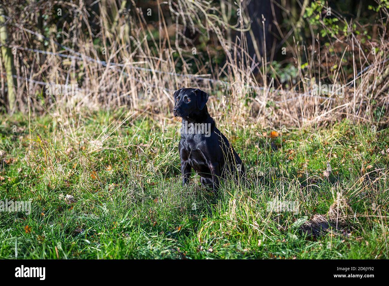 Labrador nero al fagiano guidato sparare in Lancashire, Inghilterra Foto Stock