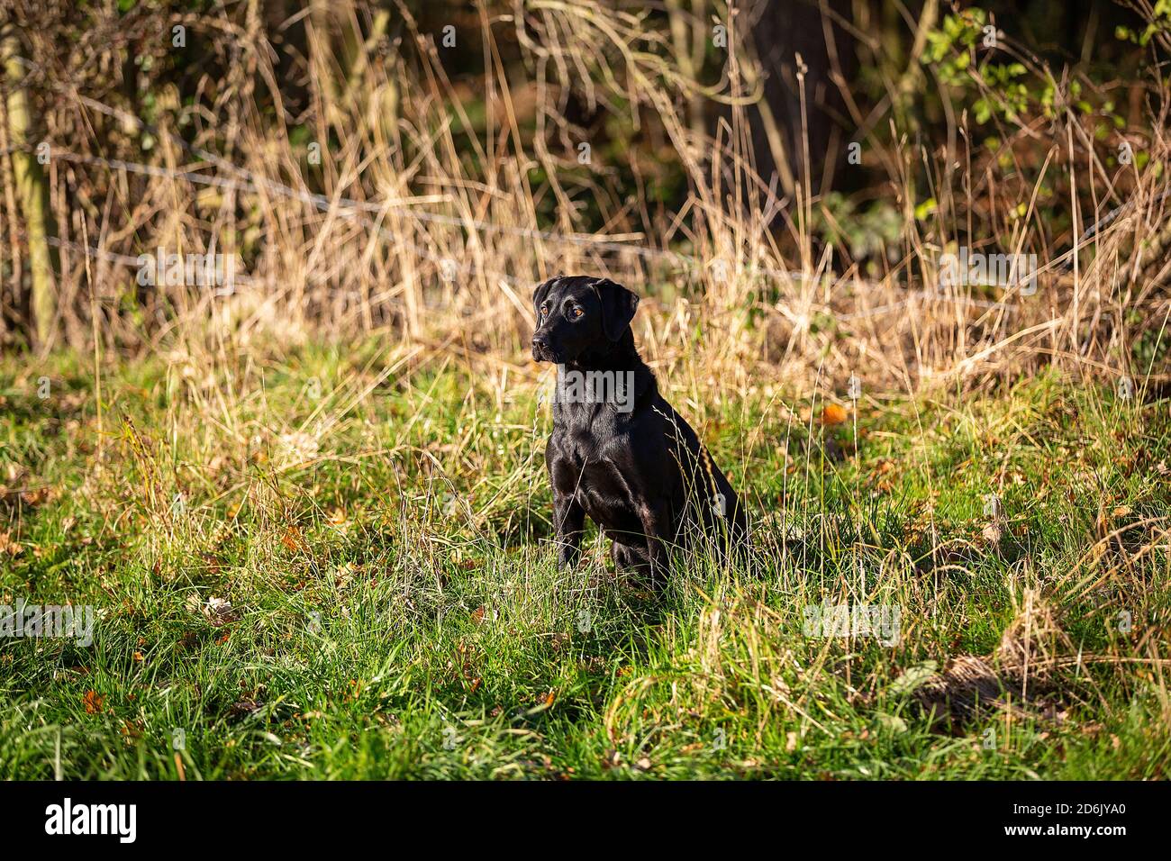 Labrador nero al fagiano guidato sparare in Lancashire, Inghilterra Foto Stock