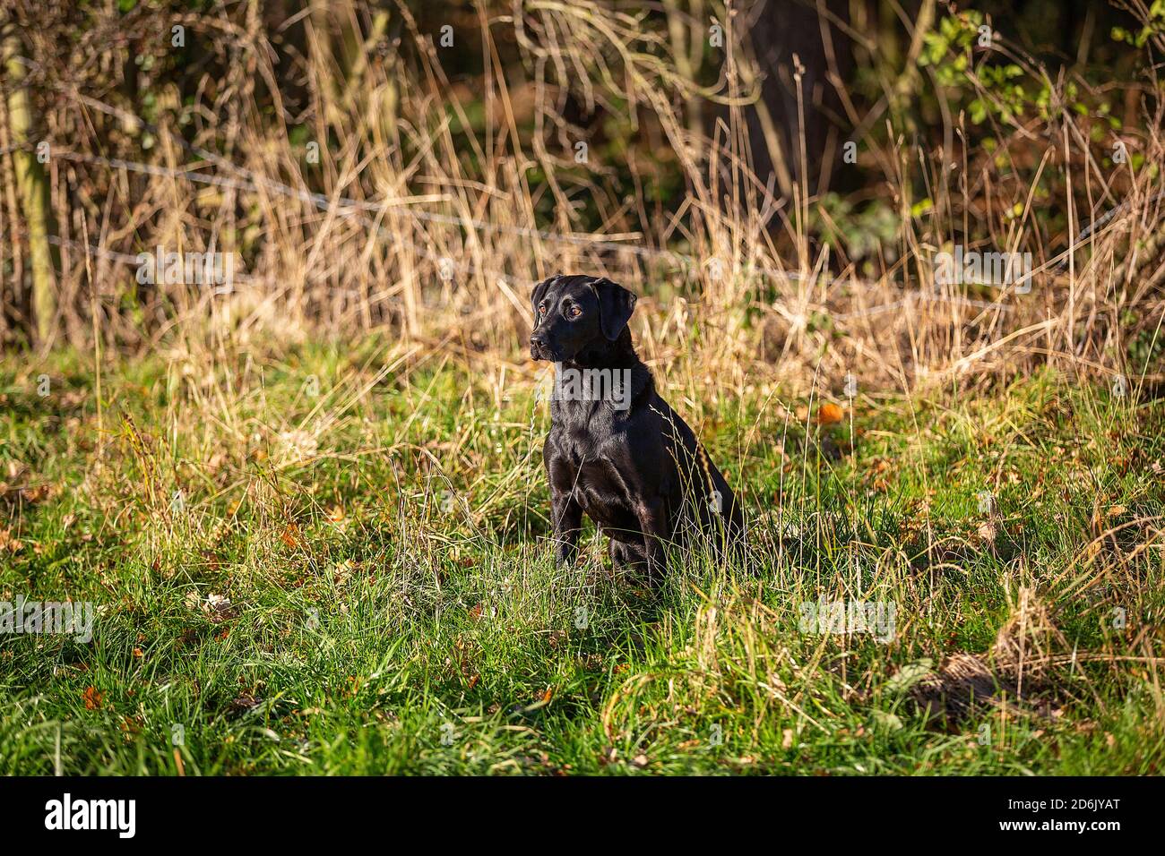 Labrador nero al fagiano guidato sparare in Lancashire, Inghilterra Foto Stock