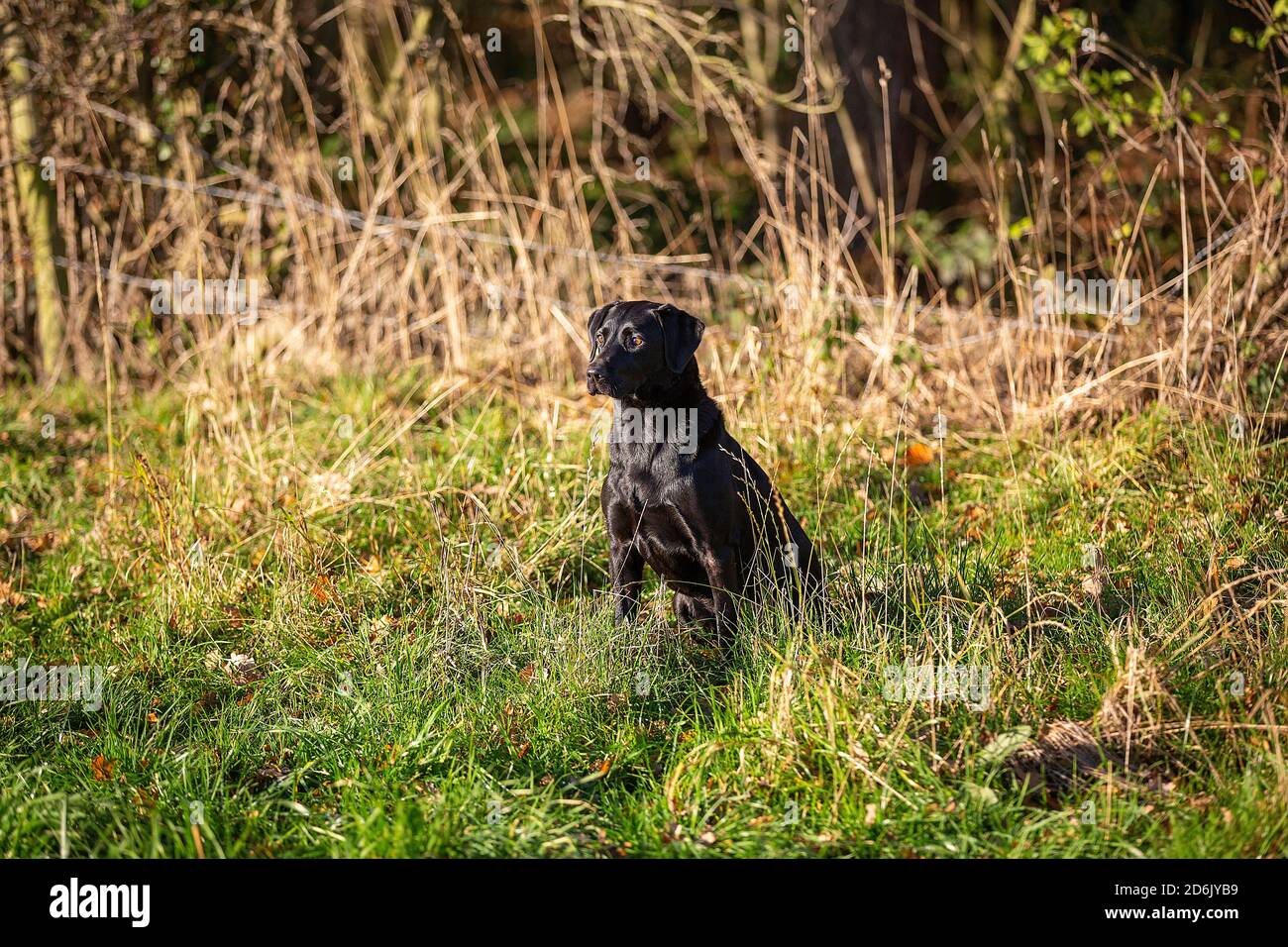 Labrador nero al fagiano guidato sparare in Lancashire, Inghilterra Foto Stock