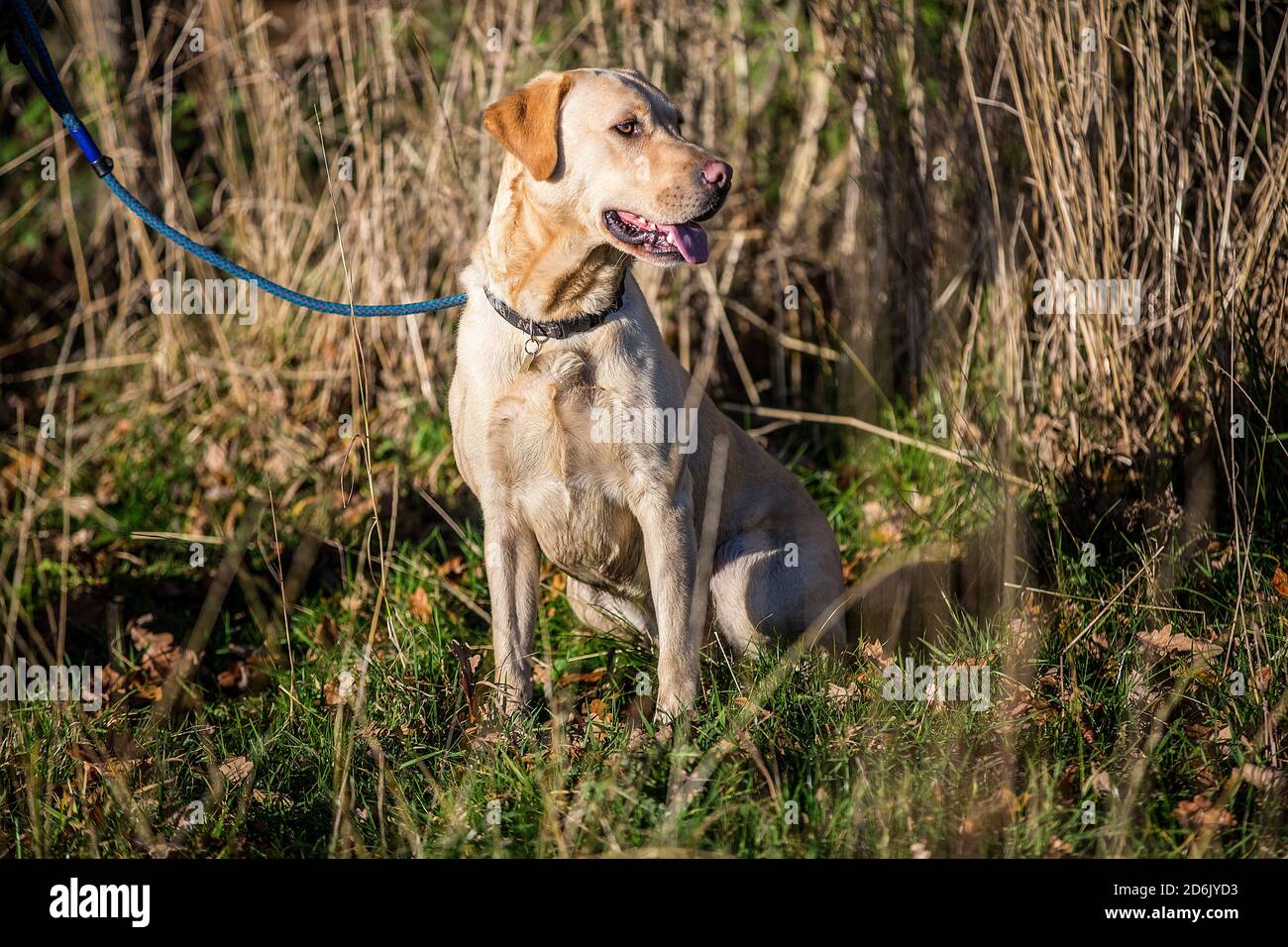 Labrador ha girato il fagiano guidato nel Lancashire, Inghilterra Foto Stock