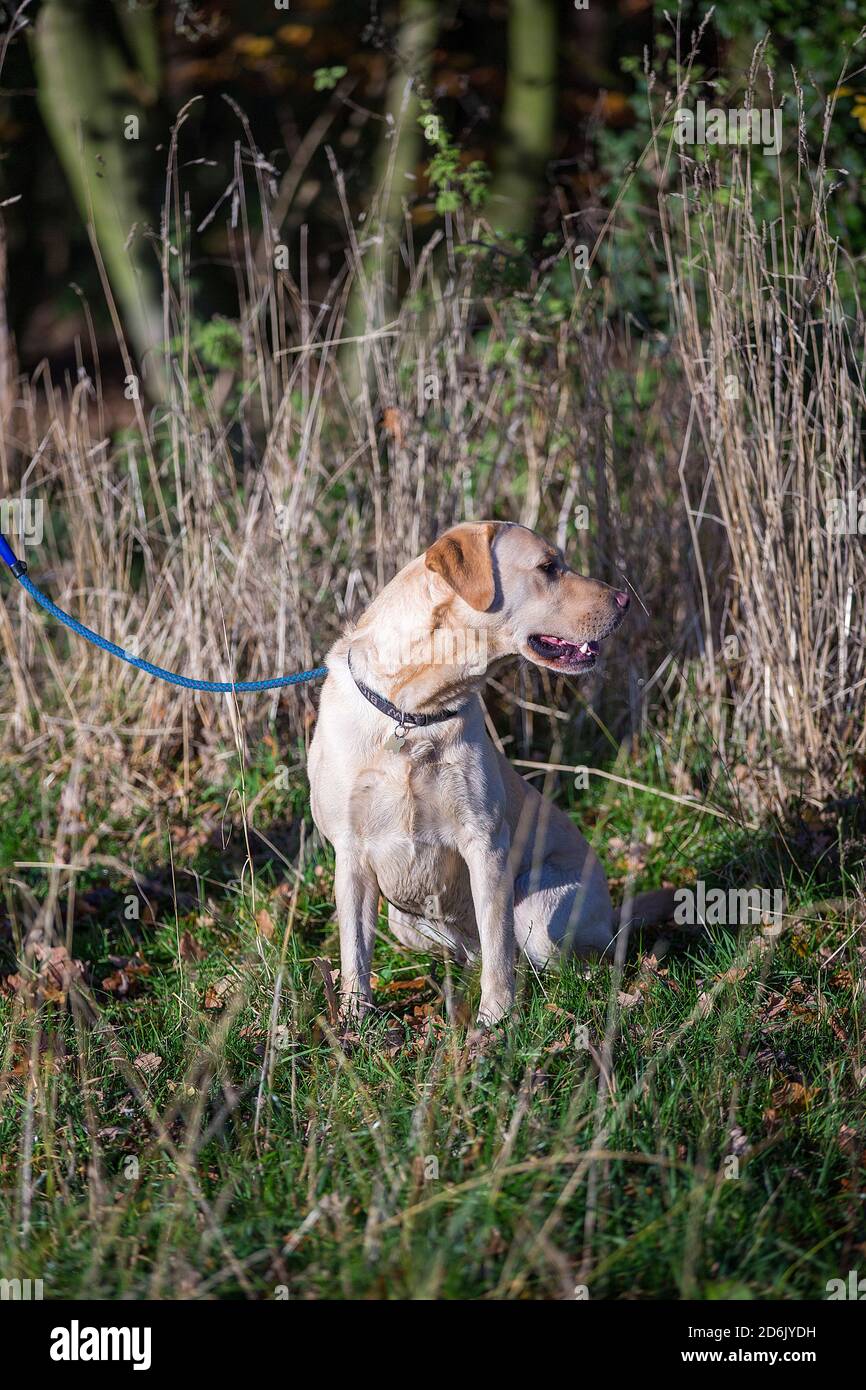 Labrador ha girato il fagiano guidato nel Lancashire, Inghilterra Foto Stock