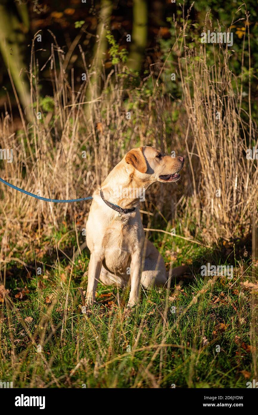 Labrador ha girato il fagiano guidato nel Lancashire, Inghilterra Foto Stock