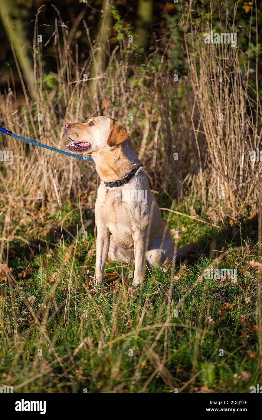 Labrador ha girato il fagiano guidato nel Lancashire, Inghilterra Foto Stock