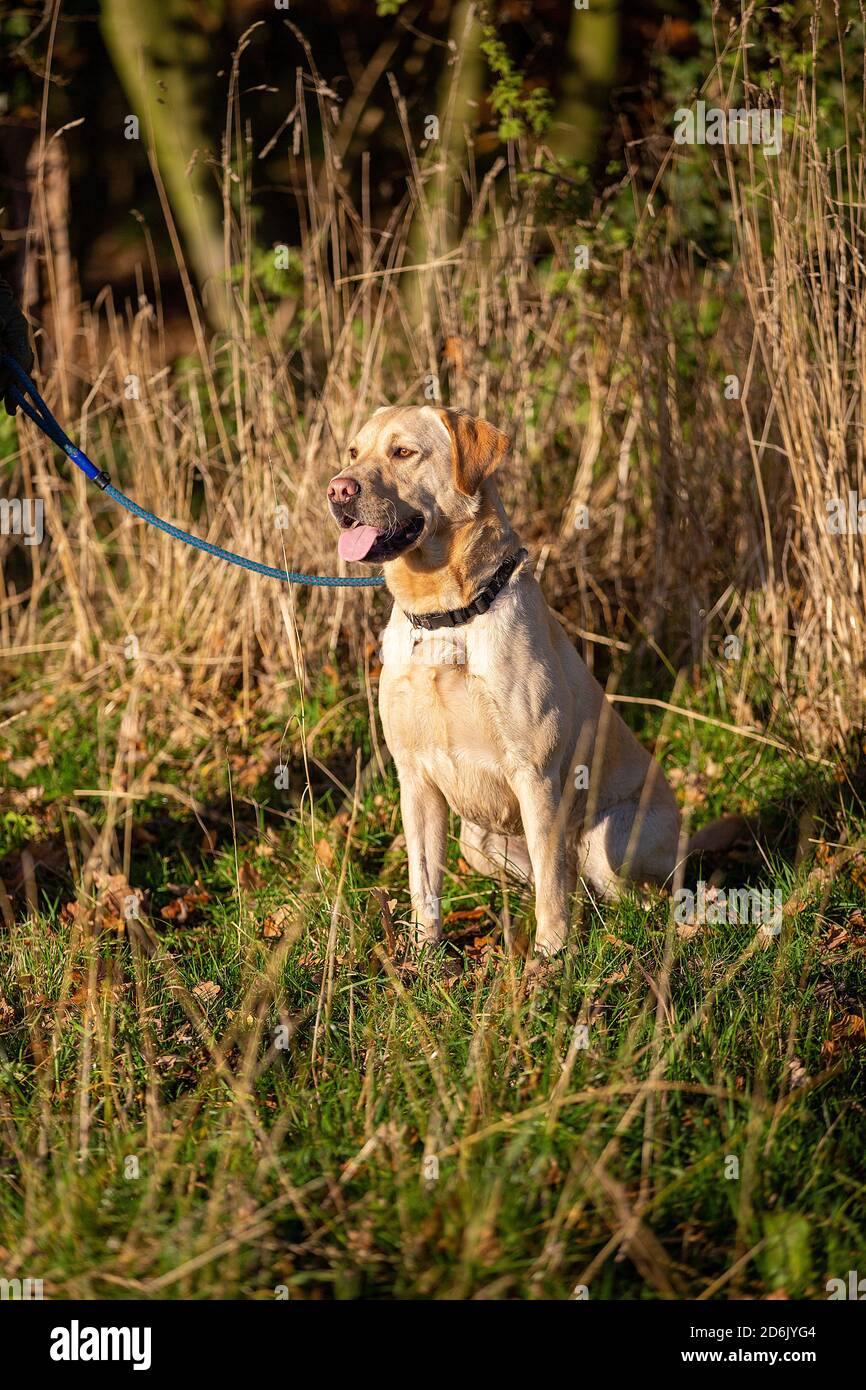 Labrador ha girato il fagiano guidato nel Lancashire, Inghilterra Foto Stock