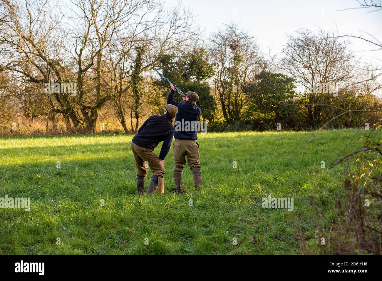 Caccia al fagiano guidato nel Lancashire, Inghilterra Foto Stock