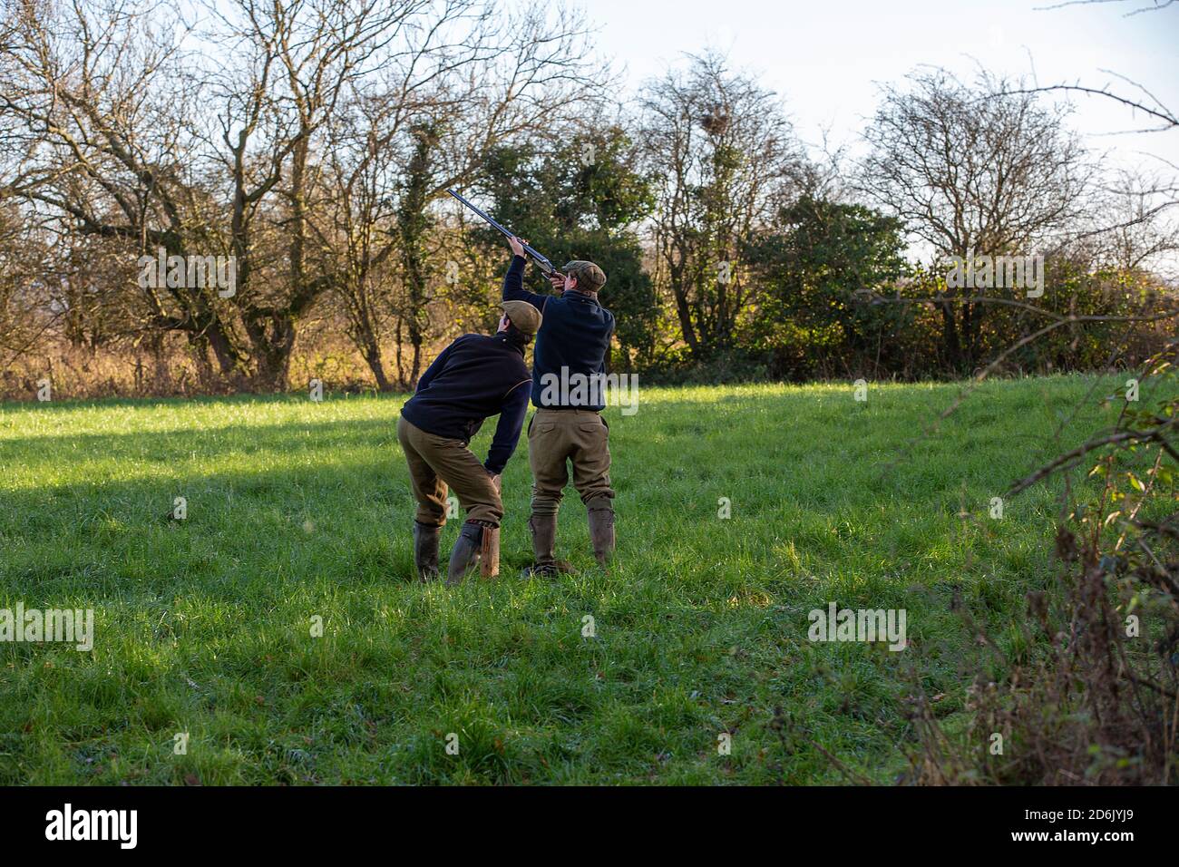 Caccia al fagiano guidato nel Lancashire, Inghilterra Foto Stock