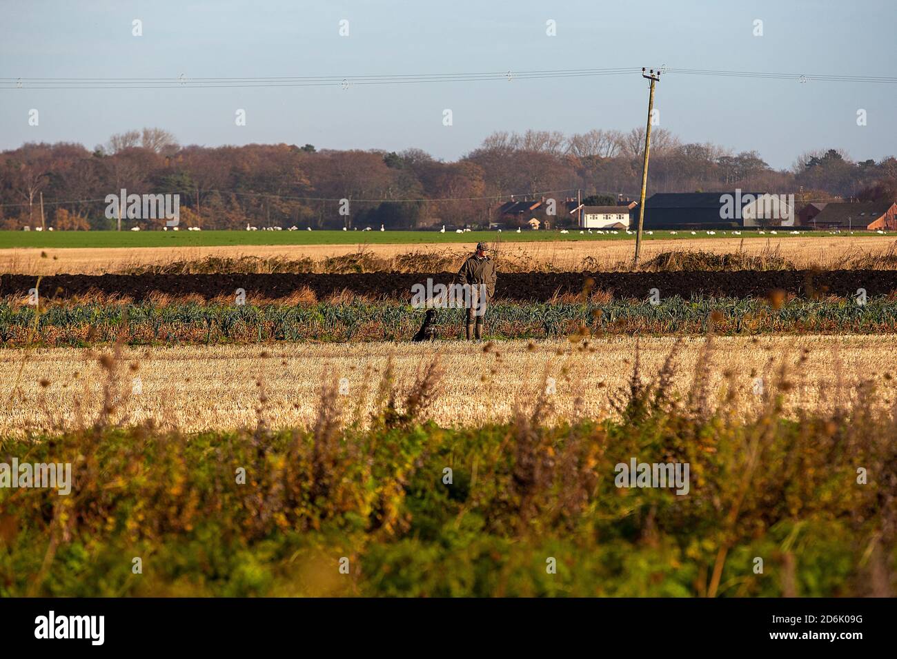 Caccia al fagiano guidato nel Lancashire, Inghilterra Foto Stock