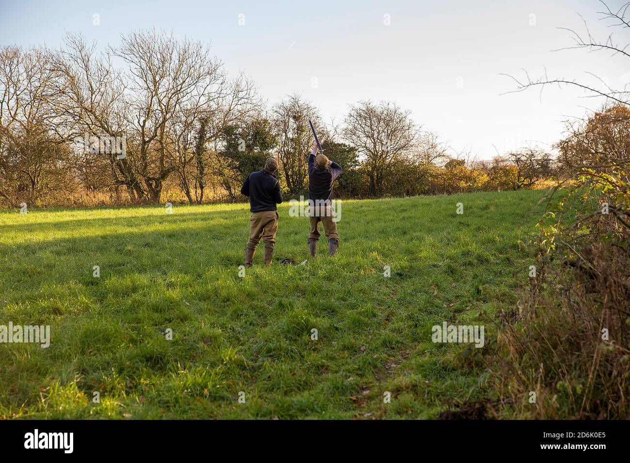 Caccia al fagiano guidato nel Lancashire, Inghilterra Foto Stock