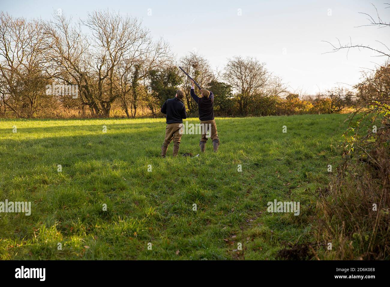 Caccia al fagiano guidato nel Lancashire, Inghilterra Foto Stock