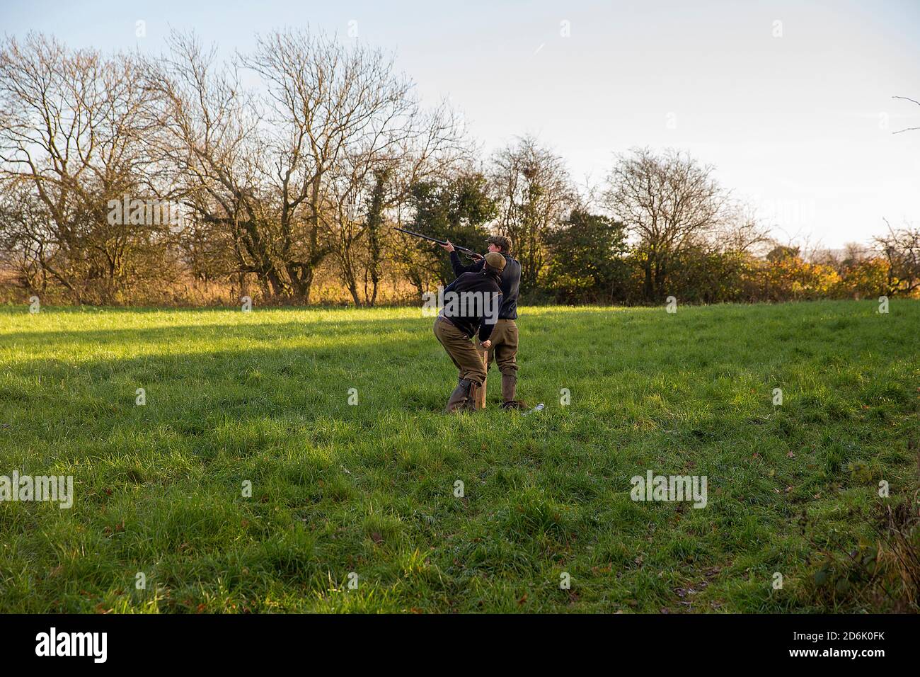 Caccia al fagiano guidato nel Lancashire, Inghilterra Foto Stock