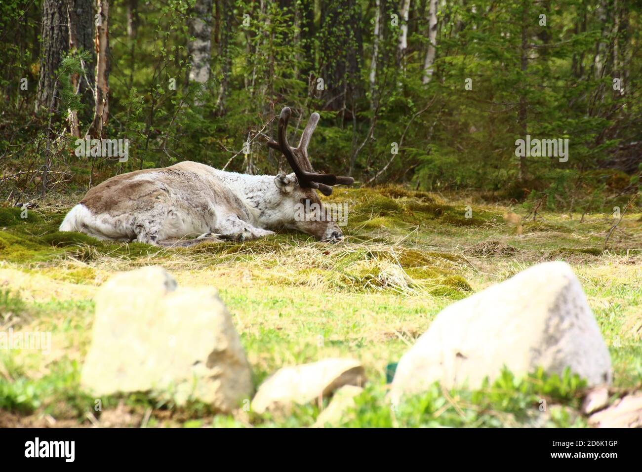 Renna riposante all'ombra nel nord della Svezia. Foto Stock