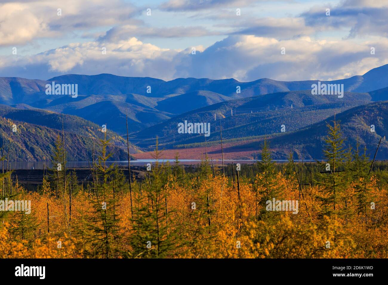 Colline basse e luminose nella tundra, coperte di erba e alberi colorati. Tundra russa Foto Stock