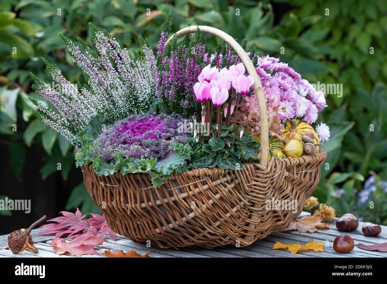 fiori d'autunno rosa e viola in cesto come decorazione del giardino Foto  stock - Alamy