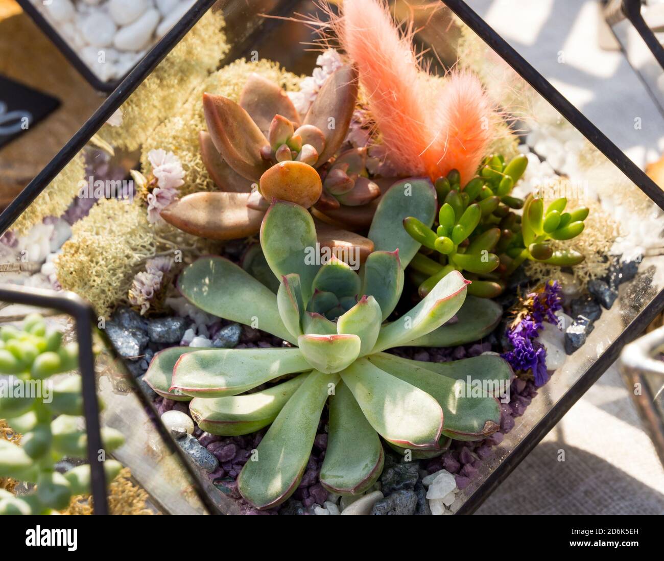Composizione dei loro diversi tipi di cactus in un bicchiere contenitore Foto Stock