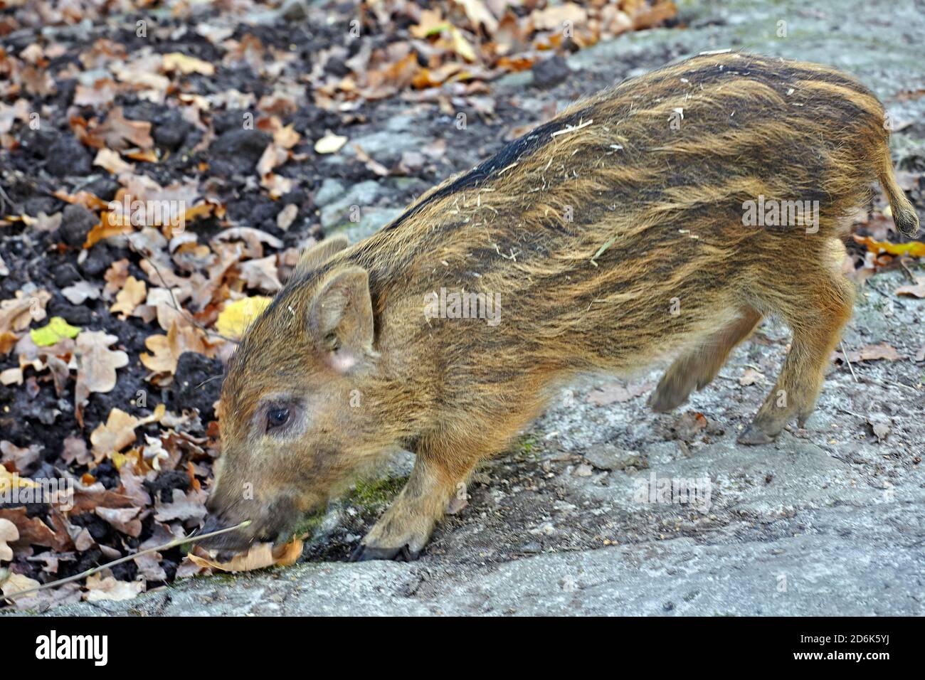 Il cinghiale (Sus scrofa) - Suinetti Foto Stock