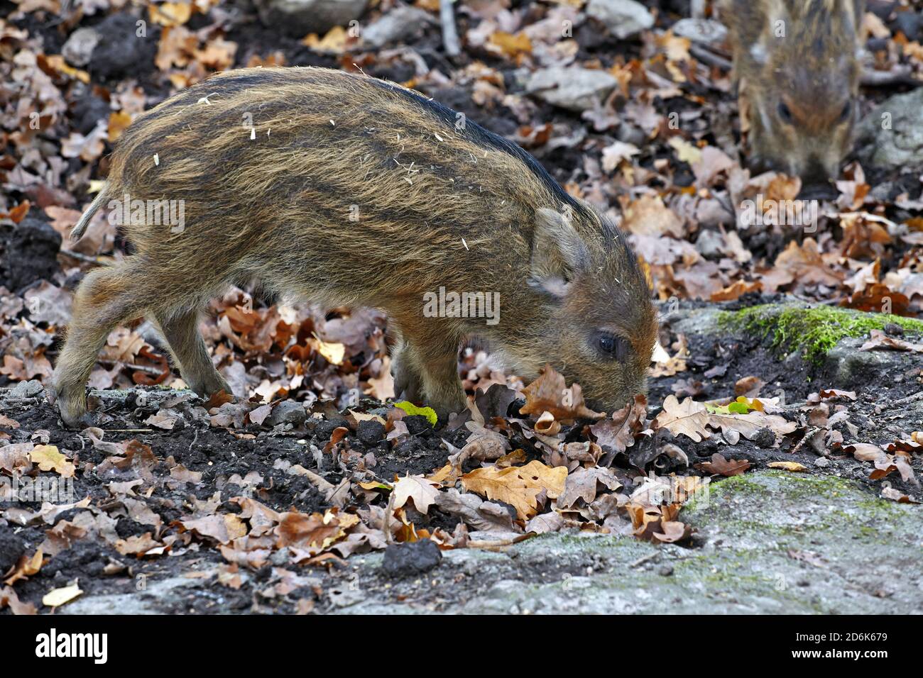 Il cinghiale (Sus scrofa) - Suinetti Foto Stock