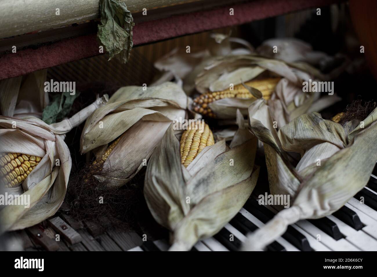 Le orecchie secche di mais giallo sono poste sulle chiavi bianche e nere di un vecchio pianoforte. Decorazioni e decorazioni. Sfondo naturale scuro Foto Stock