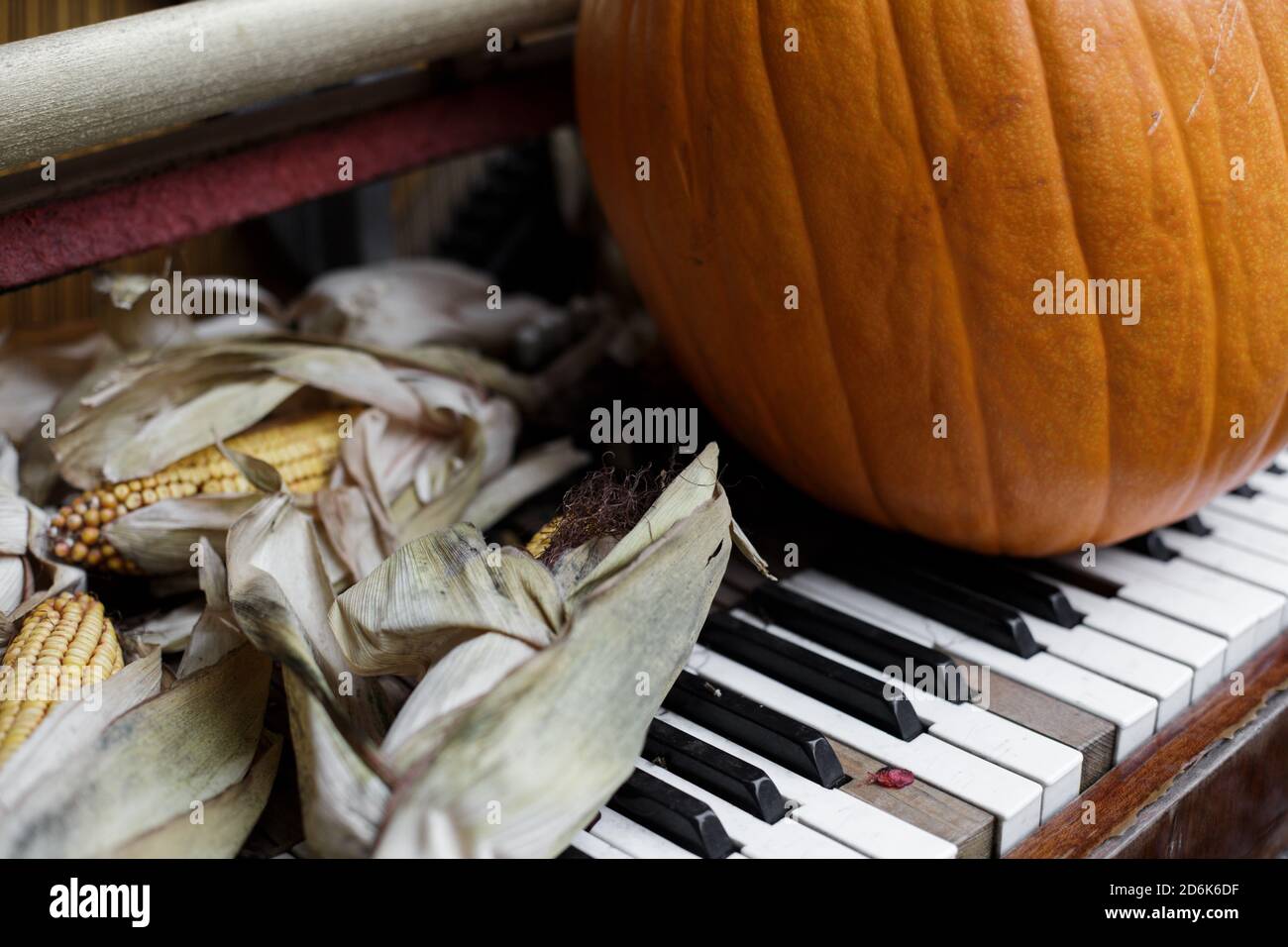 Una grande zucca arancione si trova sulle chiavi bianche e nere di un vecchio pianoforte accanto alle orecchie secche di mais giallo. Decorazione e decorazione per Halloween giorno. Clos Foto Stock