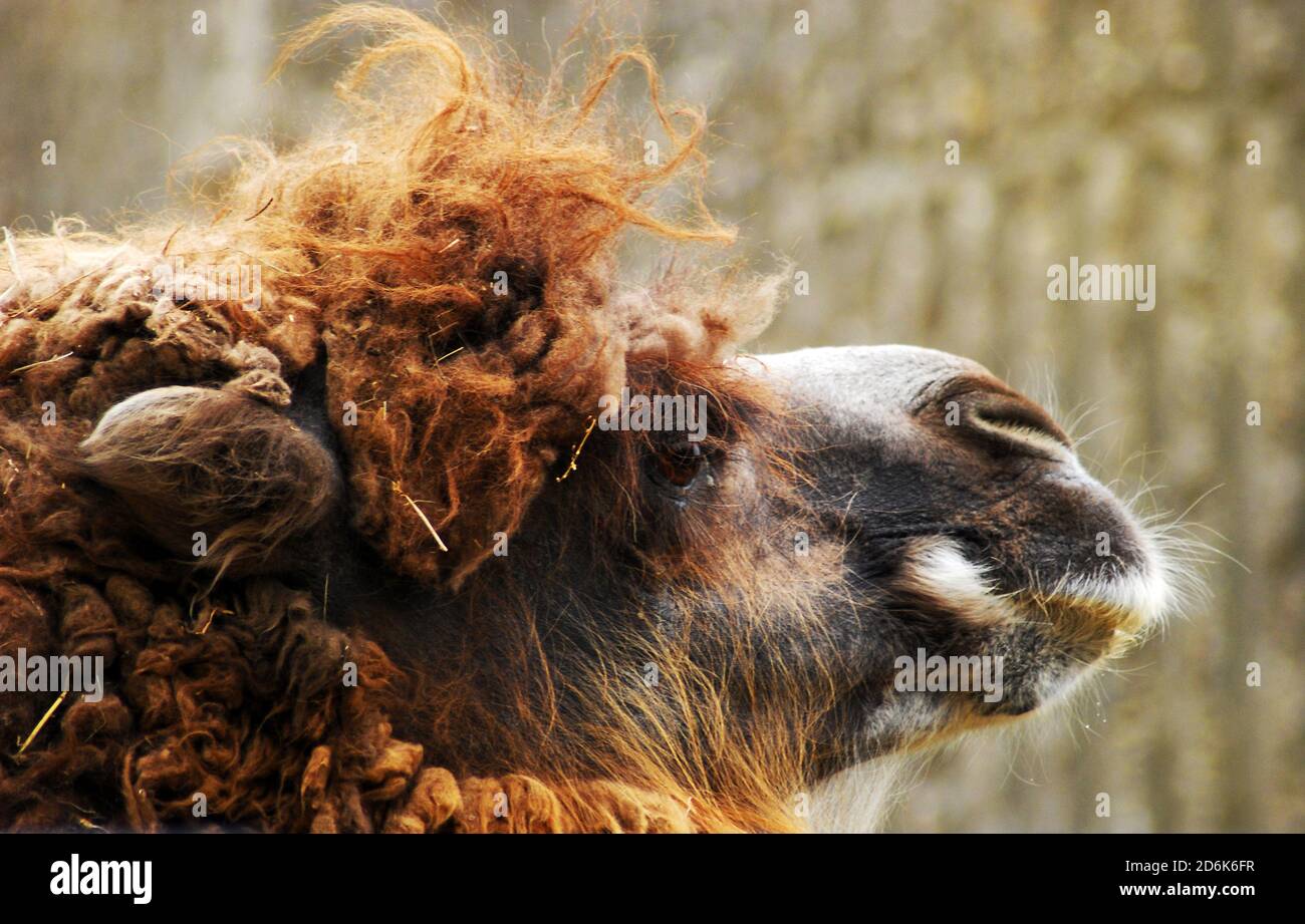 Alpaca con capelli rossi (Vicegna pacos), primo piano del viso Foto Stock