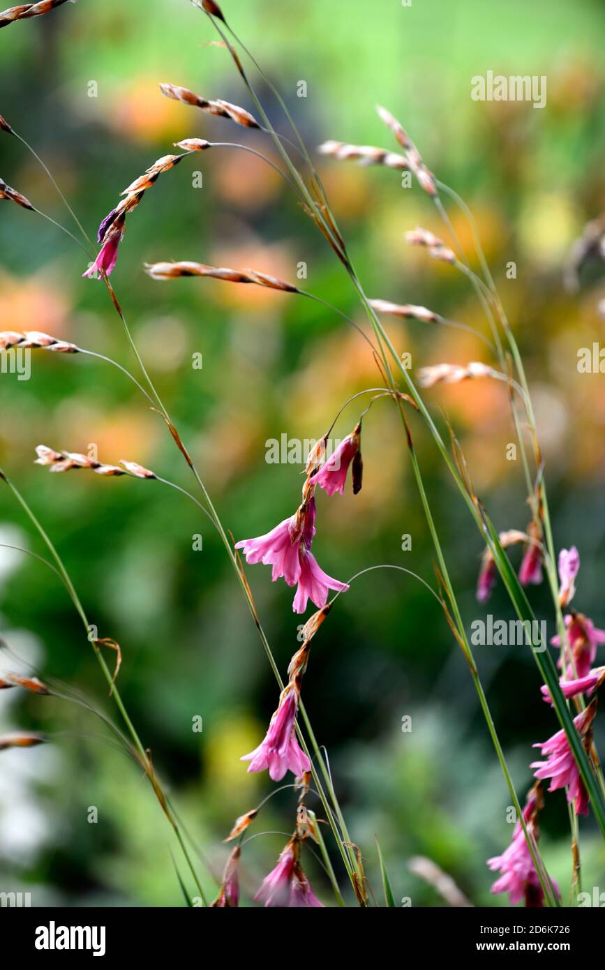 Dierama igneum,corallo rosa fiori,piante perenni,inarcamento,penzolante,appeso,a forma di campana fiore,angeli canne da pesca,perenne,piante perenni,RM Floral Foto Stock