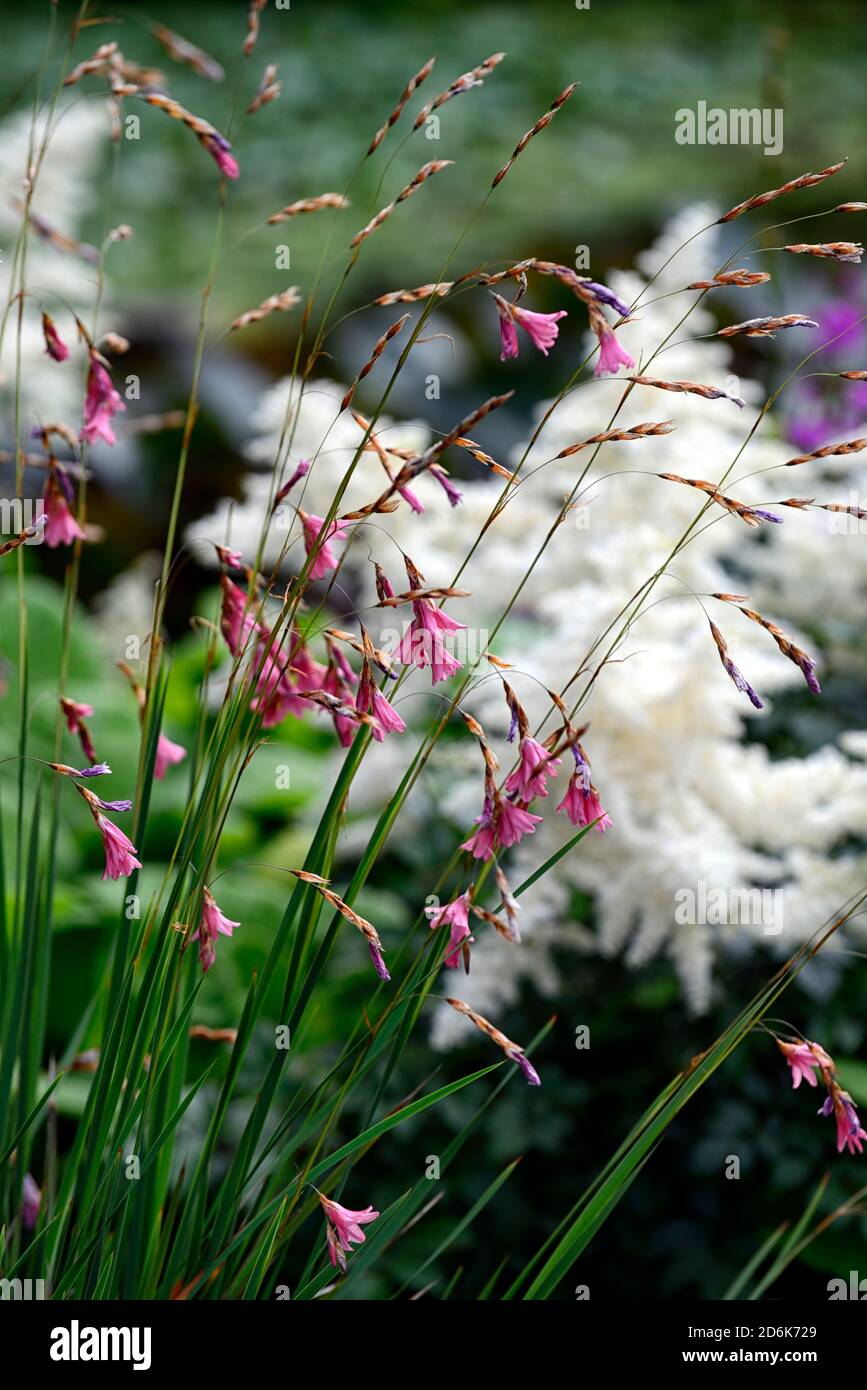 Dierama igneum,corallo rosa fiori,piante perenni,inarcamento,penzolante,appeso,a forma di campana fiore,angeli canne da pesca,perenne,piante perenni,RM Floral Foto Stock