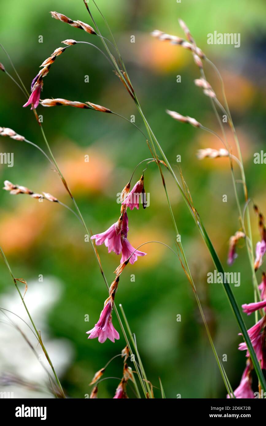 Dierama igneum,corallo rosa fiori,piante perenni,inarcamento,penzolante,appeso,a forma di campana fiore,angeli canne da pesca,perenne,piante perenni,RM Floral Foto Stock