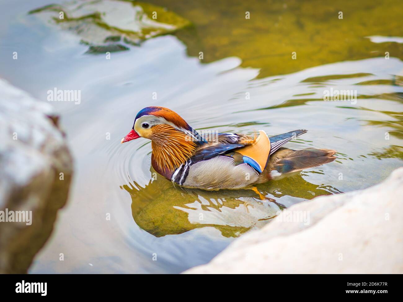 Un'anatra mandarina colorata (Aix galericulata) che nuota in uno stagno Foto Stock
