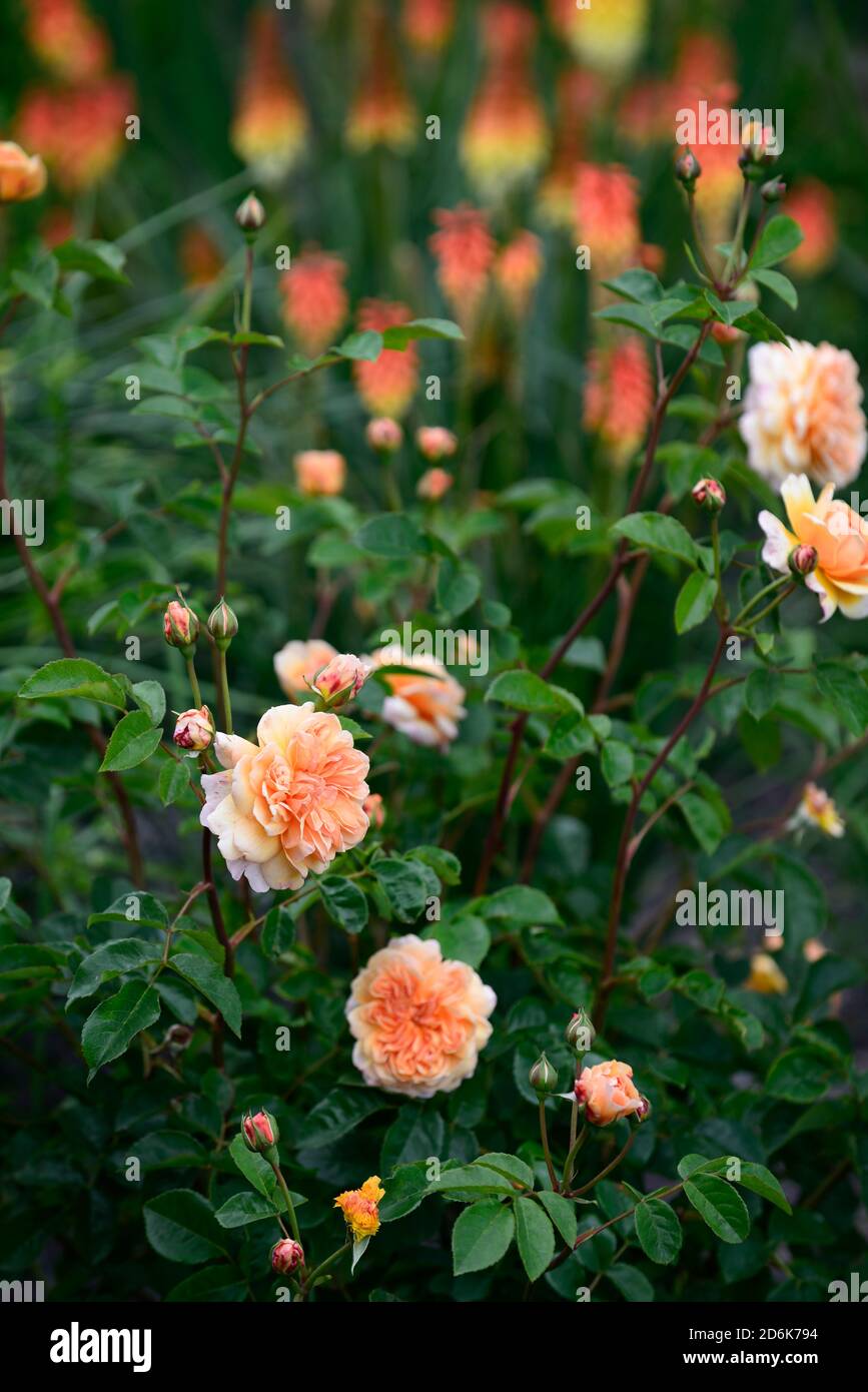rosa porto luce del sole, luce del porto rosa, fiori di albicocca, rose di albicocca, rosa arbusto, giardino, RM Floral Foto Stock