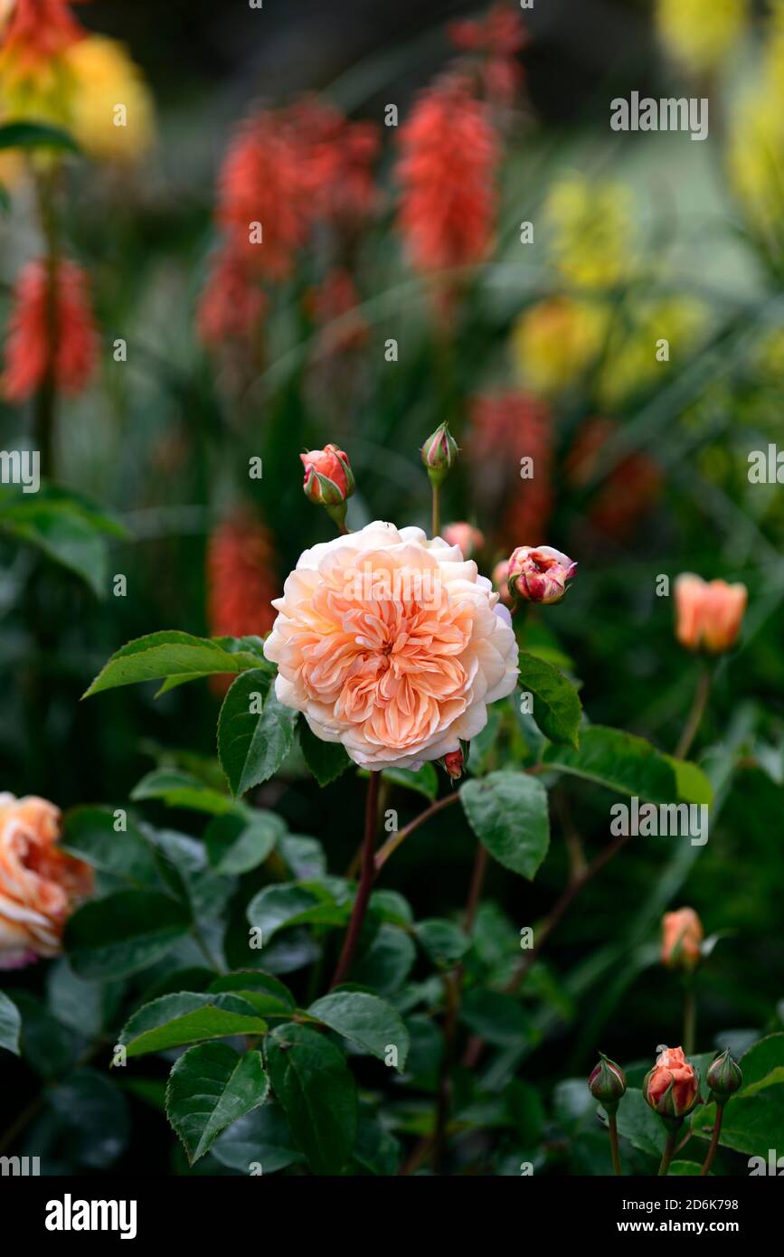 rosa porto luce del sole, luce del porto rosa, fiori di albicocca, rose di albicocca, rosa arbusto, giardino, RM Floral Foto Stock