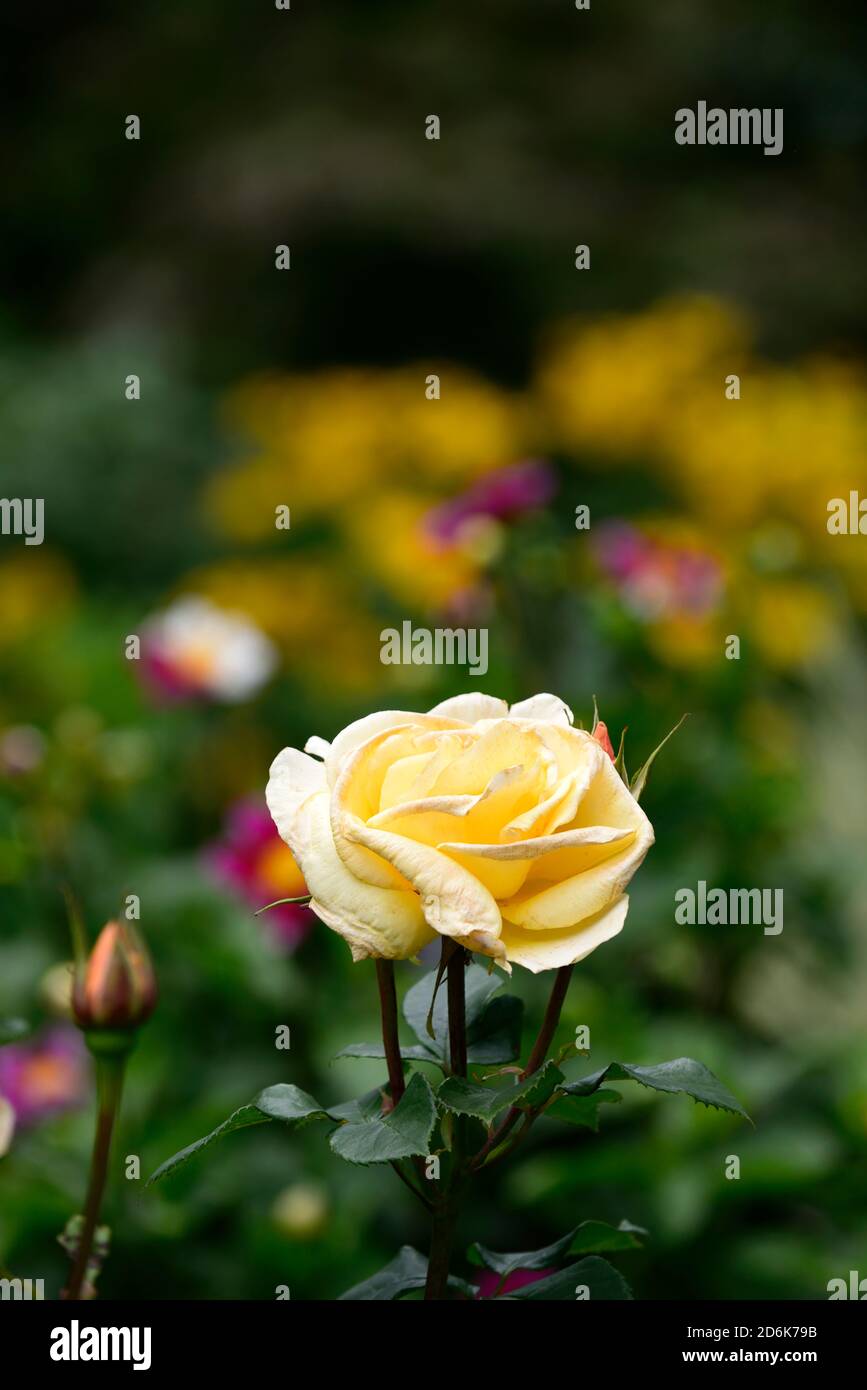 rosa Arthur Bell, rosa Arthur Bell, fiori gialli, rose gialle, rosa fioribunda, giardino, RM Floral Foto Stock