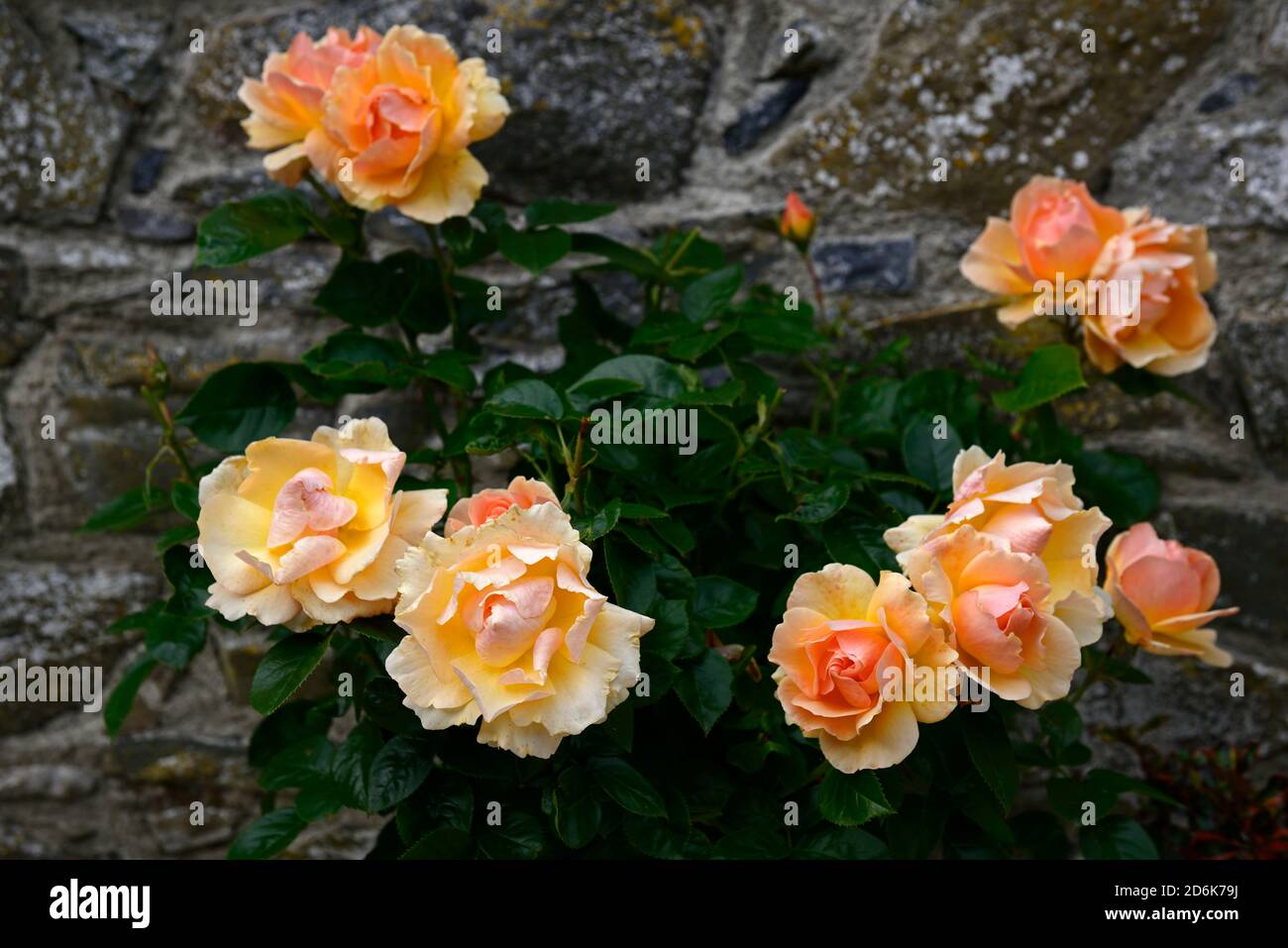 Rosa Hansestadt Rostock,Tan04603,rosa Hansestadt Rostock,fiori di albicocca,rose di albicocca,Floribunda,rose di cespuglio fiorite a grappolo Giardino, RM Floral Foto Stock