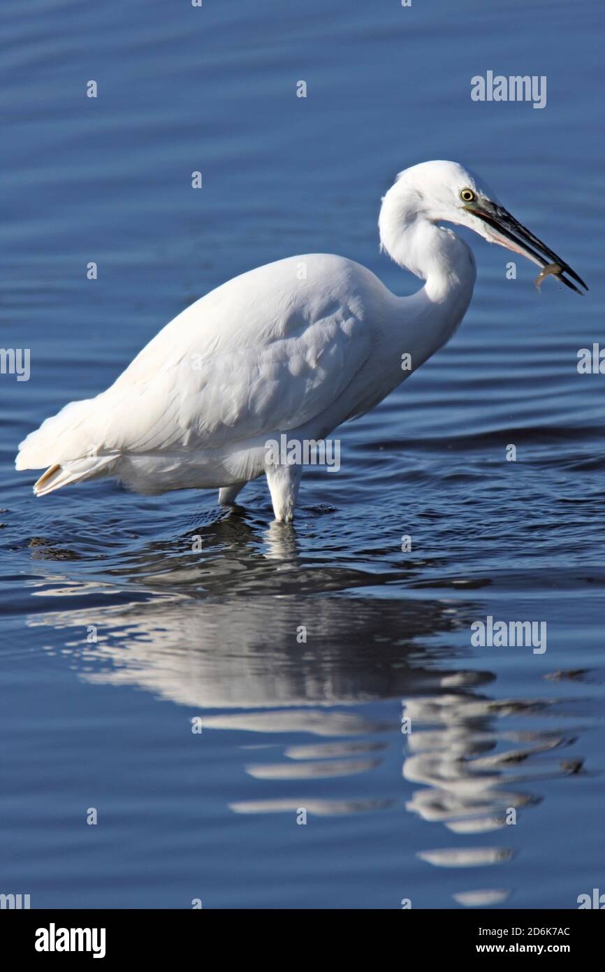 LITTLE EGRET con un pesce, Regno Unito. Foto Stock