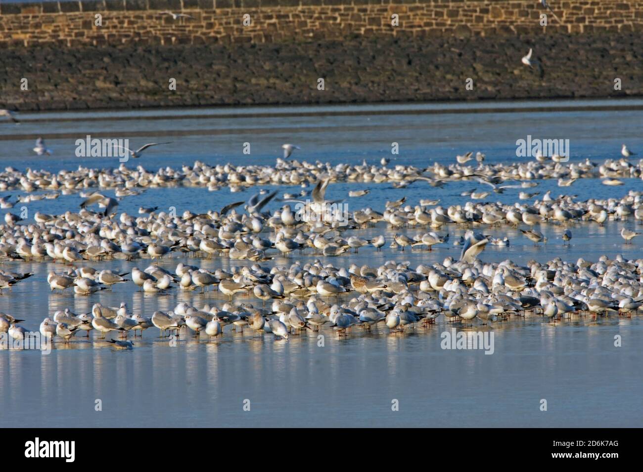 GABBIANI (principalmente gabbiani a testa nera) che girovagano su un serbatoio in inverno, Regno Unito. Foto Stock