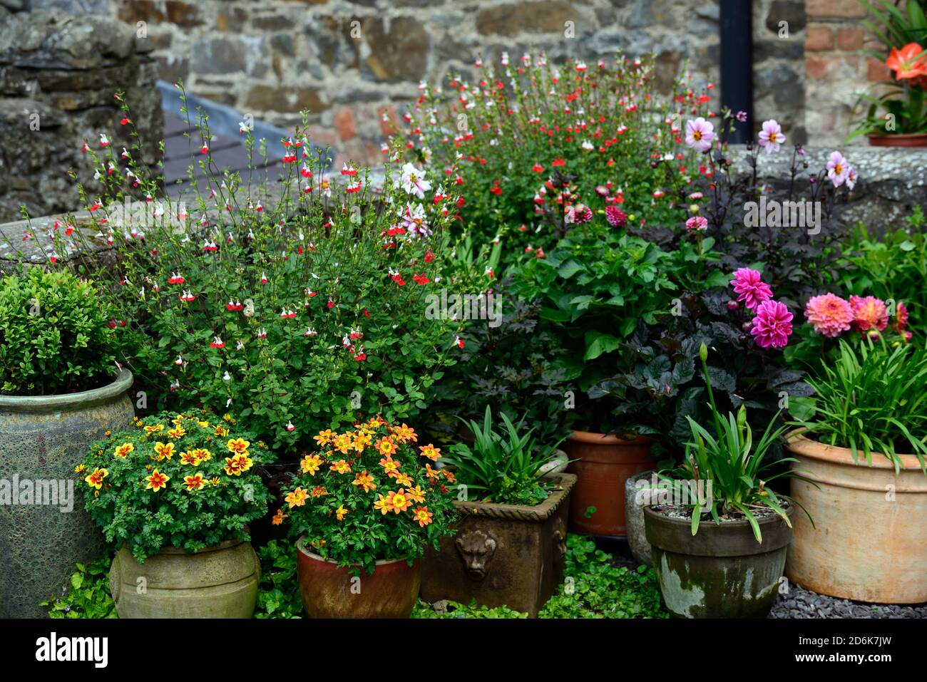 salvia labbra calde, fiori bianchi rosa, fioritura, sandvitalia biancheria da letto pkants, display, display, schema misto pkanting, RM Floral Foto Stock