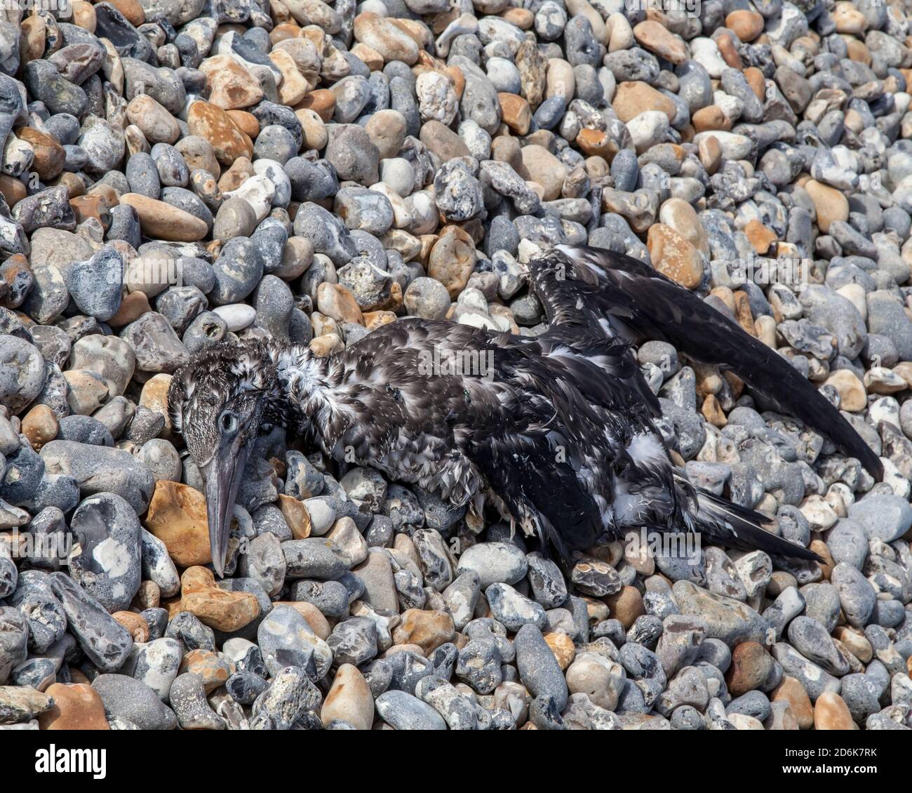 Dead Cormorant, Seaford, East Sussex Foto Stock