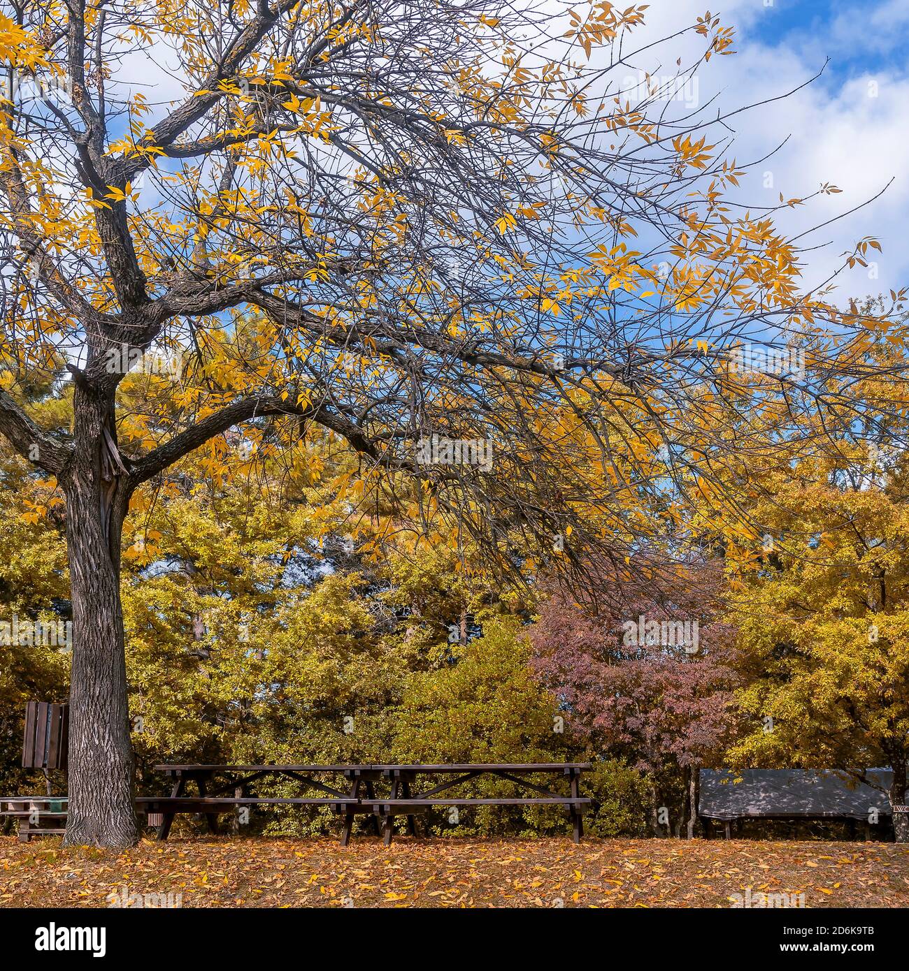 Bellissimi colori autunnali in un parco pubblico a Casciana Terme, Pisa, Toscana, Italia, con foglie che cadono dagli alberi e che coprono il terreno sottostante Foto Stock