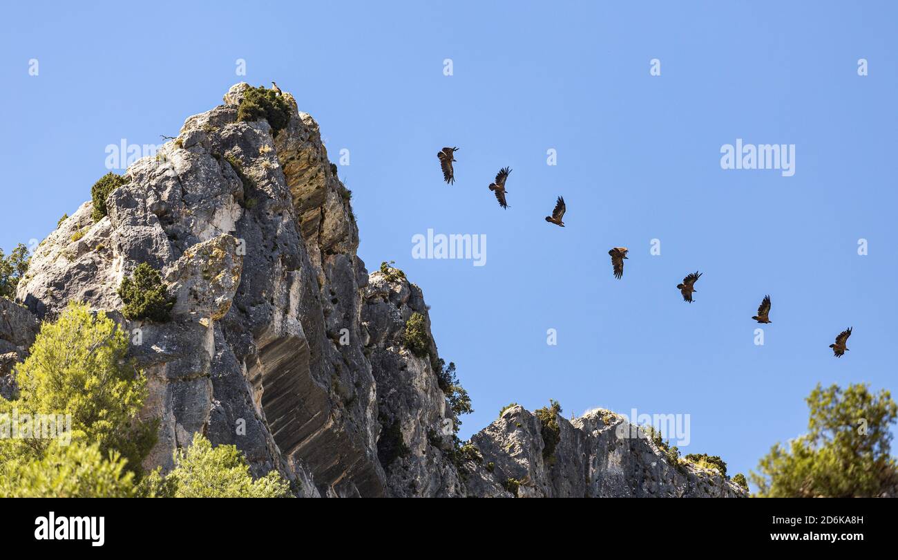 Sequenza che mostra il volo di un avvoltoio decollo da Un promontorio roccioso Foto Stock