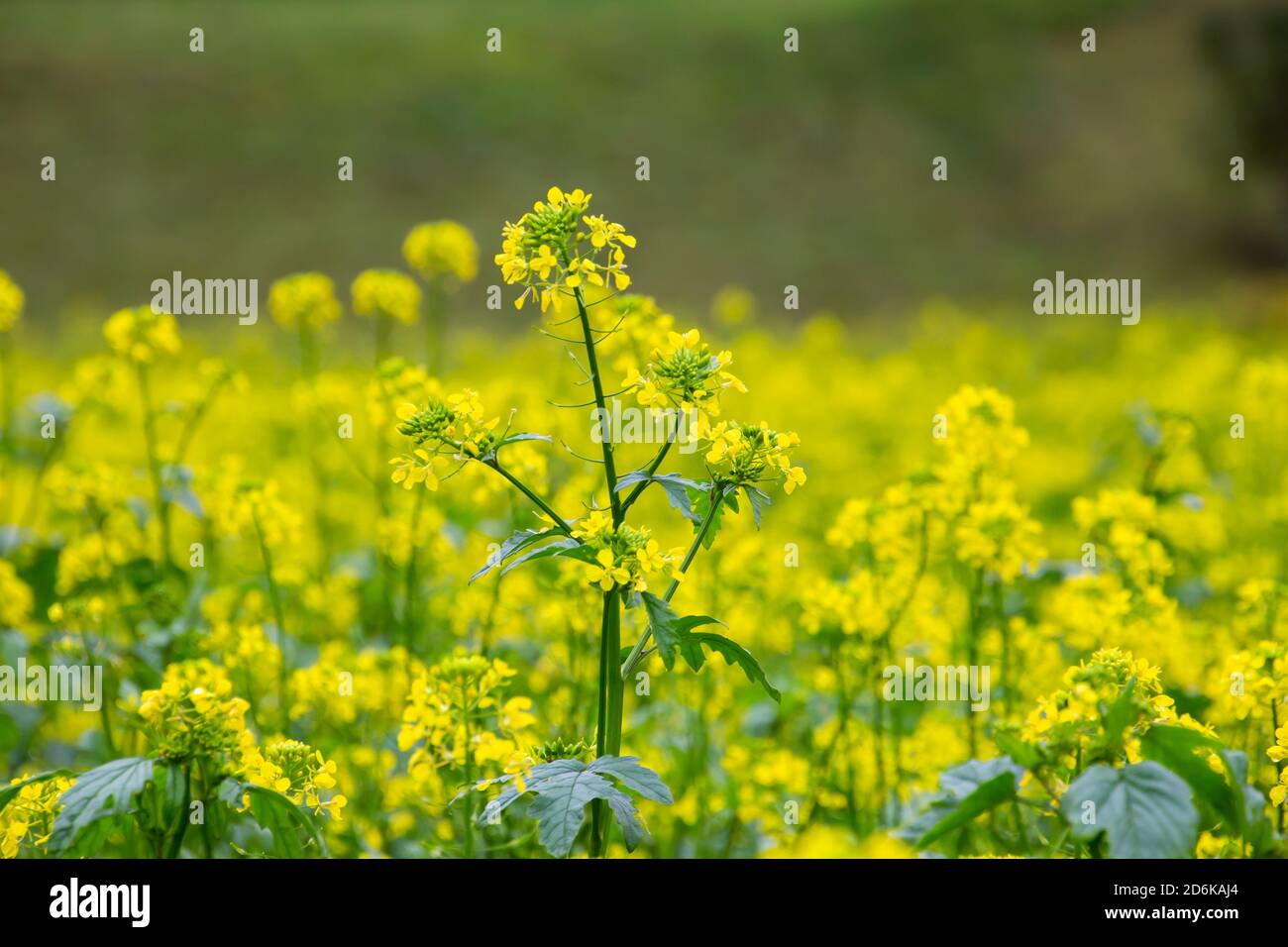 Campo con fiori gialli di colza, chiamato anche Brassica napus o Raps Foto Stock